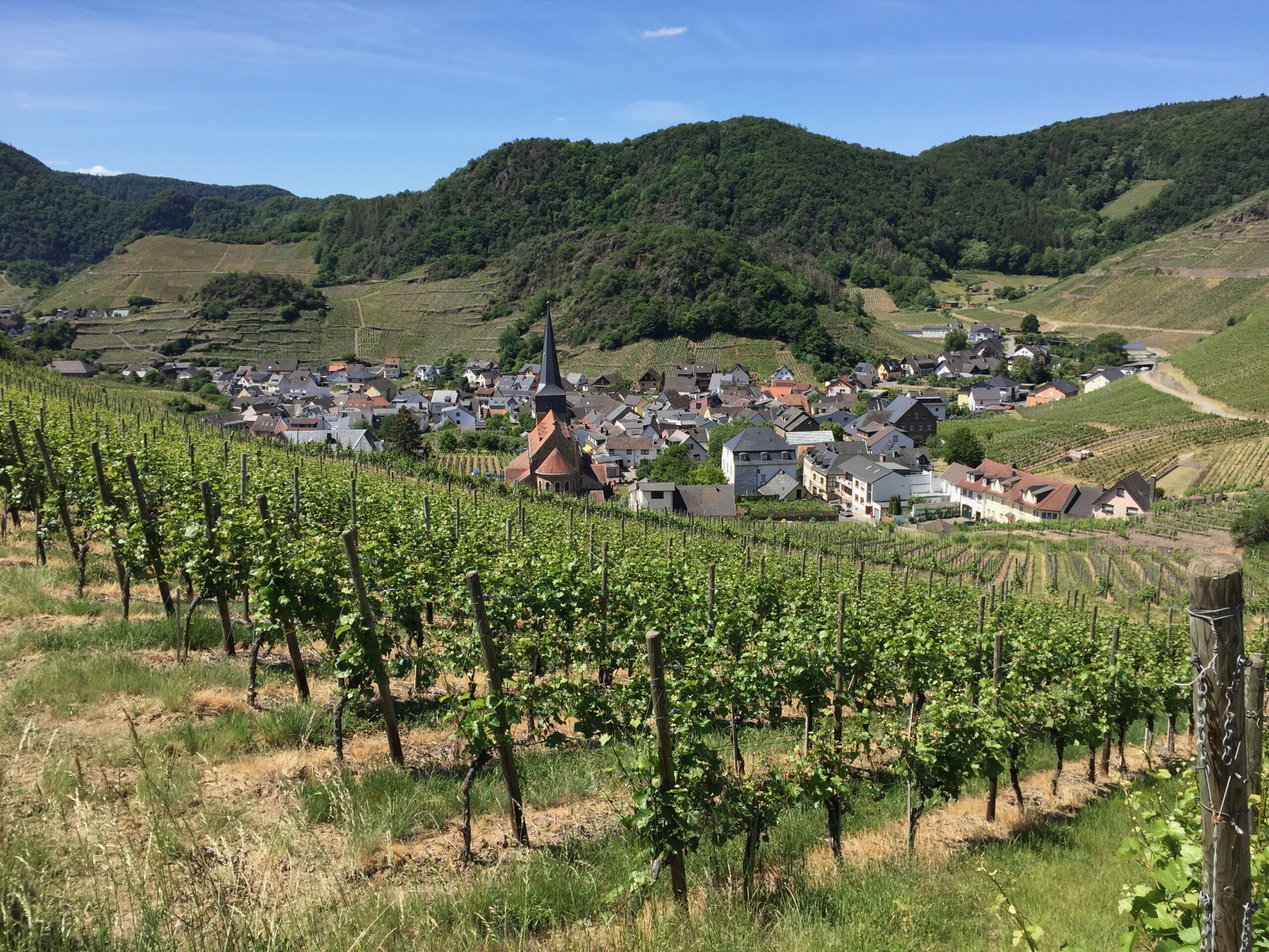 Weinwanderung Ahrtal mit Blick auf Weinberge und Dorf