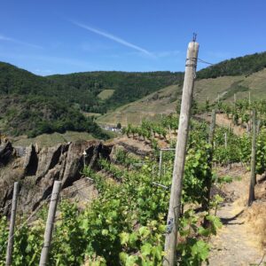 Weinwanderung Ahrtal mit Weinprobe und Winzerbesuch