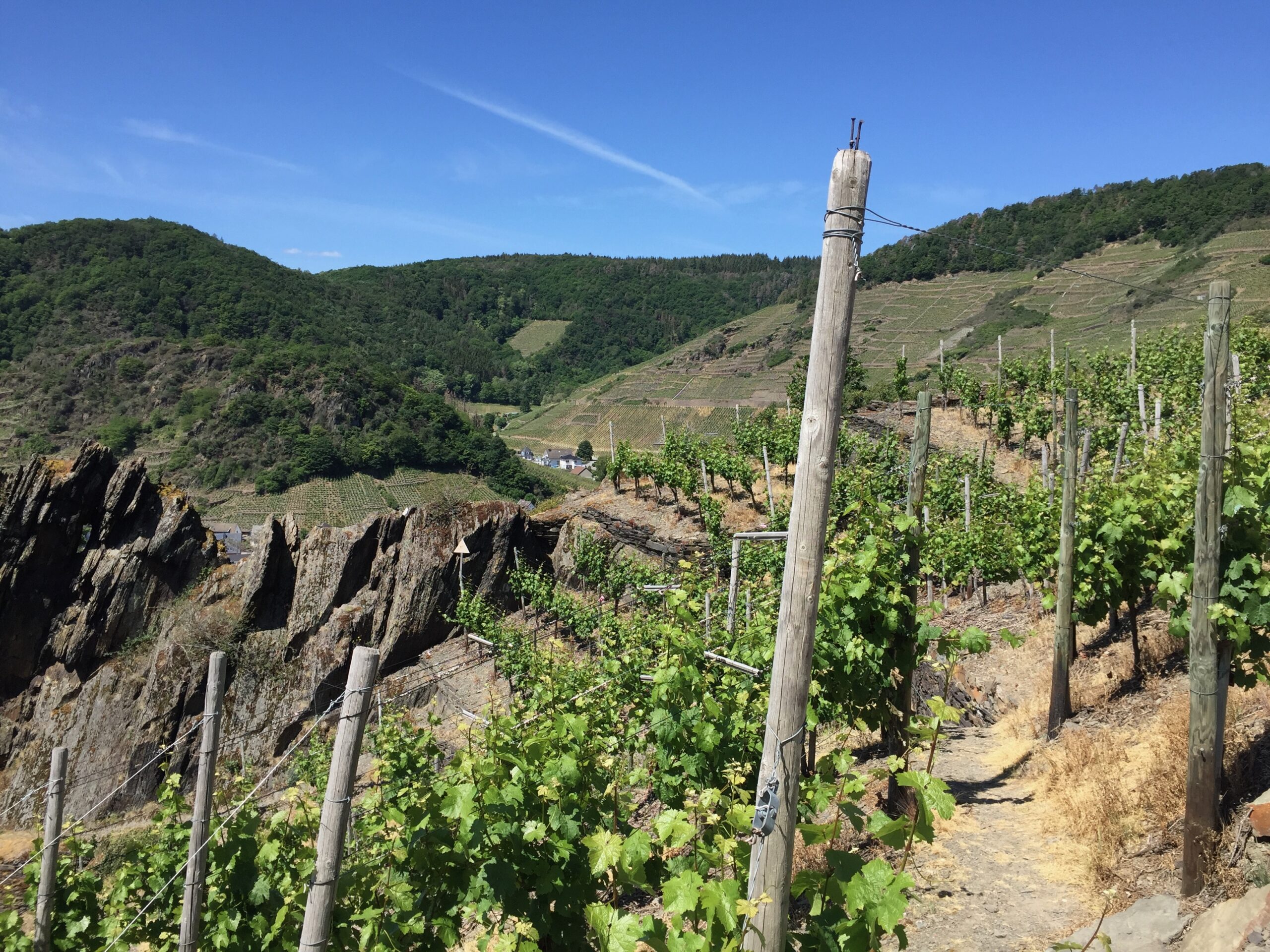 Wanderweg durch die Weinberge im Ahrtal